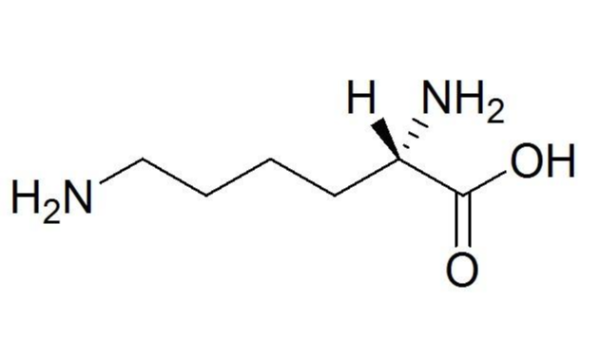 赖氨酸在身体中起到的作用